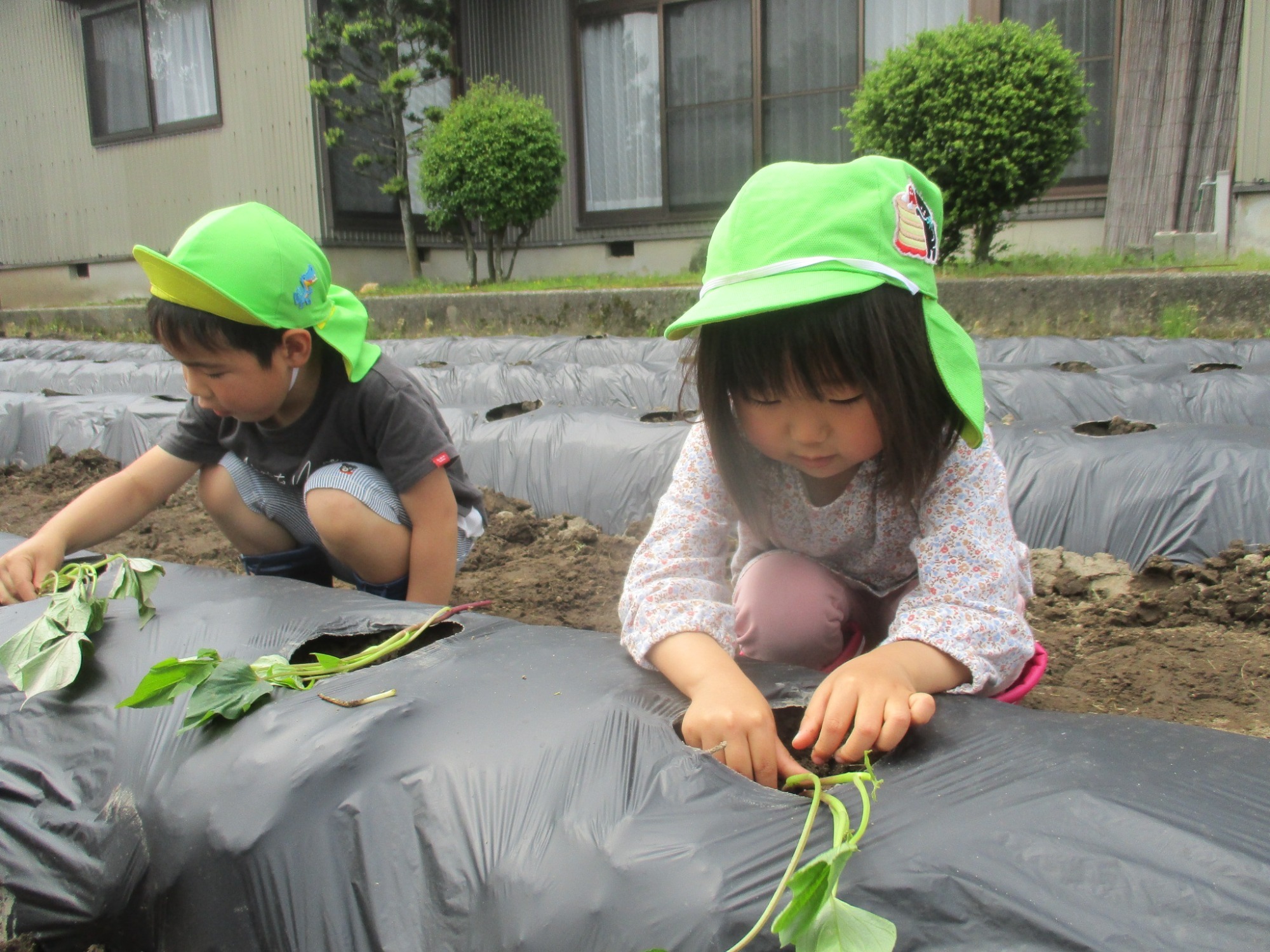 「さつま芋の苗植え」